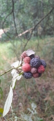 Rubus