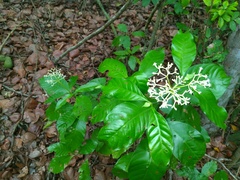 Psychotria carthagenensis