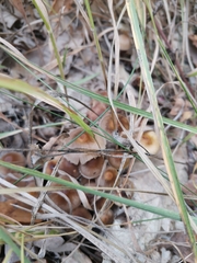 Psathyrella bipellis