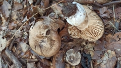 Russula nigricans