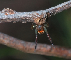Prostheclina pallida