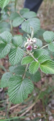 Rubus