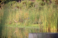 Ceryle rudis