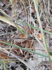 Psathyrella bipellis
