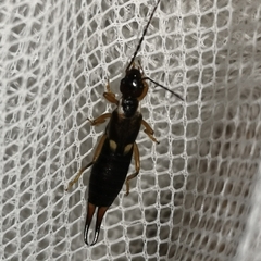 Forficula auricularia