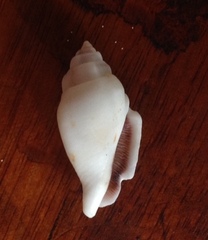 Gibberulus gibberulus