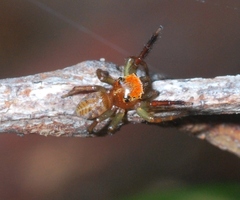 Prostheclina pallida