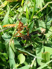Diogmites angustipennis