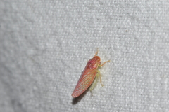 Gyponana gladia