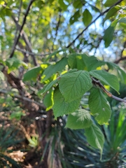 Ulmus glabra