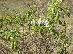Passiflora caerulea