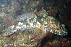 Gobius cobitis