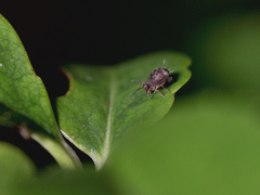 Dicyrtomina ornata