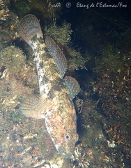 Gobius cobitis