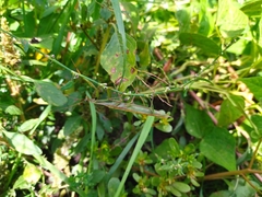 Mantis religiosa