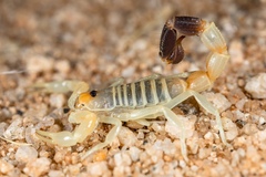 Parabuthus laevifrons