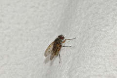 Muscidae