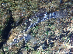 Gobius paganellus