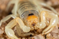 Parabuthus laevifrons