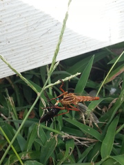 Diogmites angustipennis