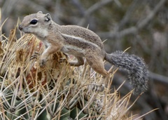 Ammospermophilus harrisii