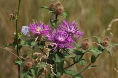 Centaurea phrygia pseudophrygia