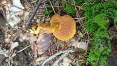 Chalciporus