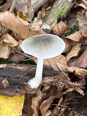 Pluteus salicinus