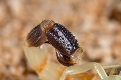 Parabuthus laevifrons