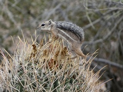 Ammospermophilus harrisii