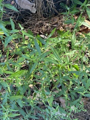Eclipta prostrata