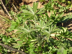 Lupinus albescens