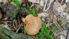 Chalciporus