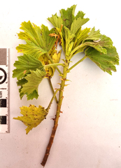 Pelargonium ribifolium