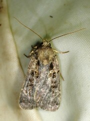 Noctuina