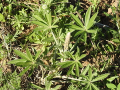 Lupinus albescens