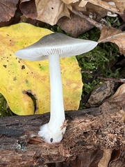Pluteus salicinus