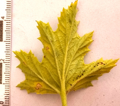 Pelargonium ribifolium