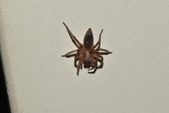 Clubionidae