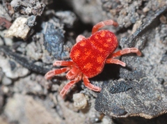Trombidioidea