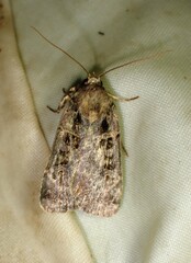 Noctuina
