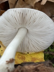 Pluteus salicinus