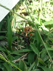 Diogmites angustipennis