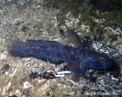 Gobius niger