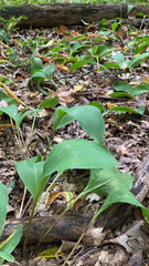 Convallaria majalis
