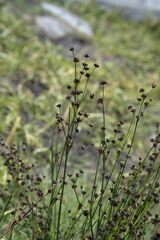 Juncus alpinoarticulatus