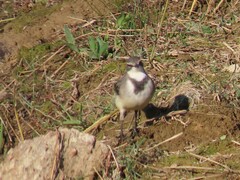 Motacilla capensis capensis