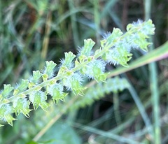 Perilla