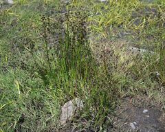 Juncus alpinoarticulatus