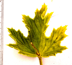 Pelargonium ribifolium